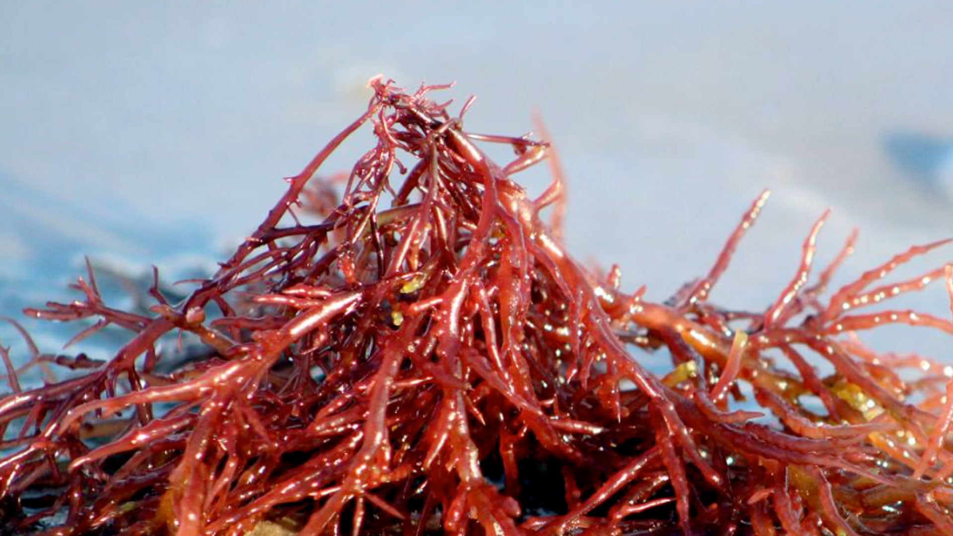 AHNFELTIOPSIS CONCINNA EXTRACT